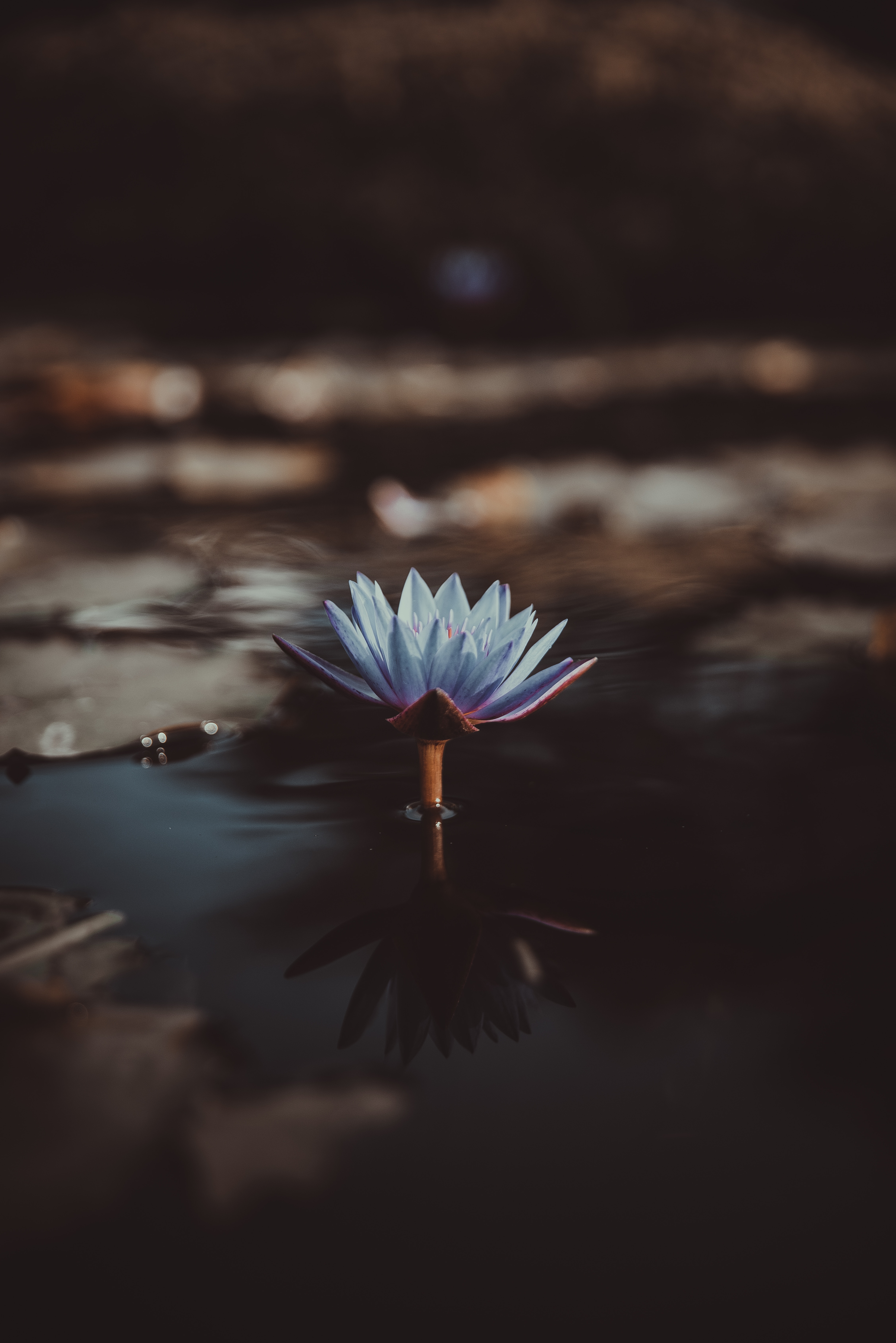 saffu-218726-unsplash